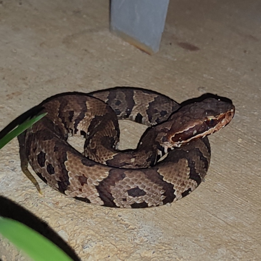 Venomous Juvenile Cottonmouth