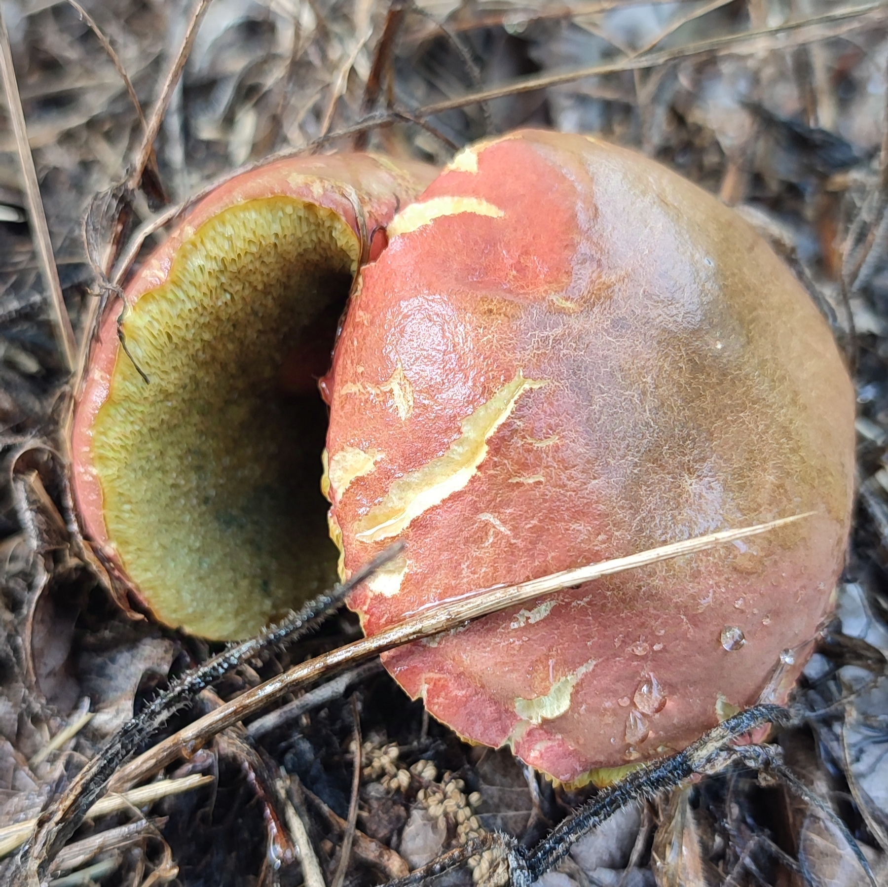 Red-Capped Bolete Mushroom 🍄